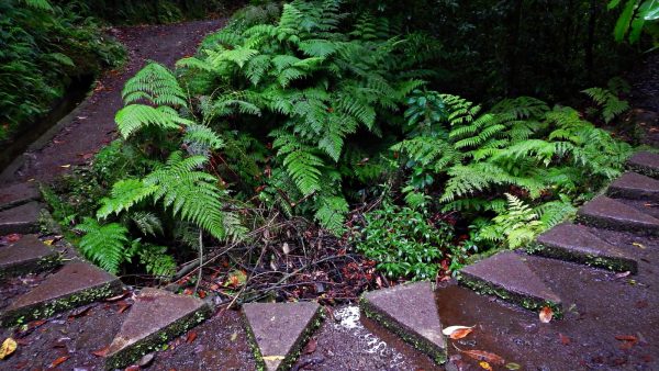 levada do Rei