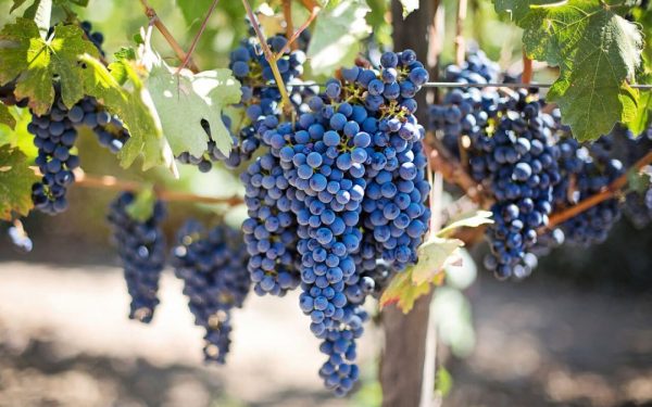 madeira-wine