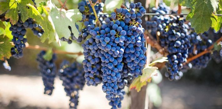 madeira-wine